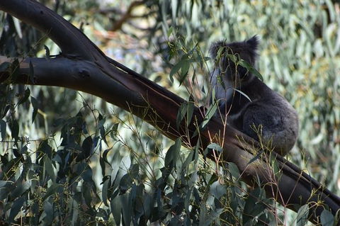 Great Ocean Road Tour Plus Koalas, Forest Walk And Morning Tea. - SA Accommodation 2