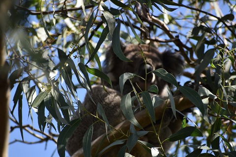 Great Ocean Road Tour Plus Koalas, Forest Walk And Morning Tea. - SA Accommodation 6