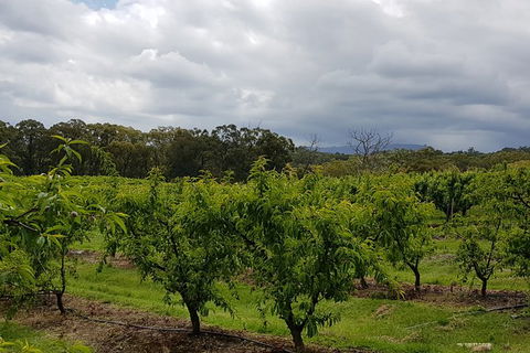 Day Tour Of Yarra Valley Puffing Billy And Rayners Orchard - SA Accommodation 42