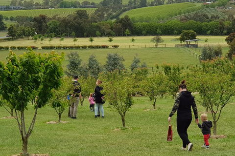 Day Tour Of Yarra Valley Puffing Billy And Rayners Orchard - SA Accommodation 36