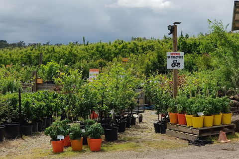 Day Tour Of Yarra Valley Puffing Billy And Rayners Orchard - SA Accommodation 46
