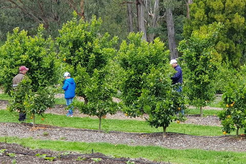 Day Tour Of Yarra Valley Puffing Billy And Rayners Orchard - SA Accommodation 1
