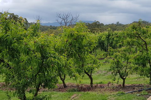 Day Tour Of Yarra Valley Puffing Billy And Rayners Orchard - SA Accommodation 41