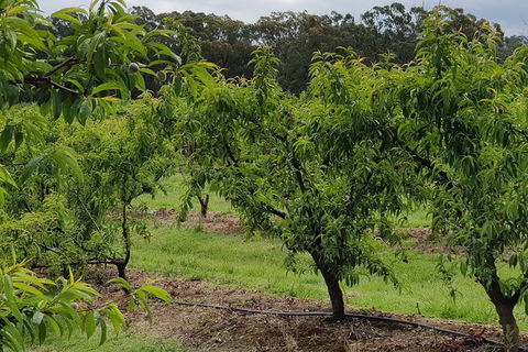 Day Tour Of Yarra Valley Puffing Billy And Rayners Orchard - SA Accommodation 49
