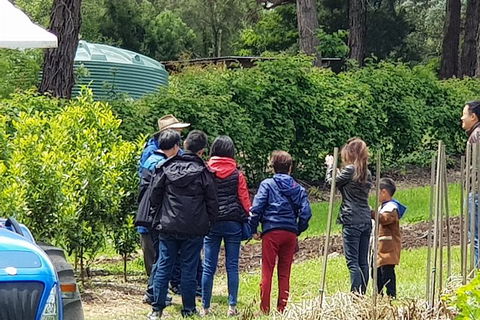 Day Tour Of Yarra Valley Puffing Billy And Rayners Orchard - SA Accommodation 16