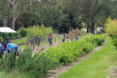 Day Tour Of Yarra Valley Puffing Billy And Rayners Orchard - SA Accommodation 29