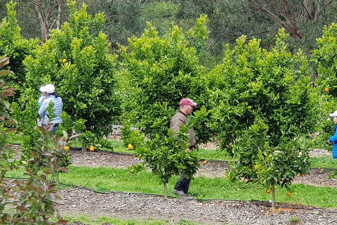 Day Tour Of Yarra Valley Puffing Billy And Rayners Orchard - SA Accommodation 34