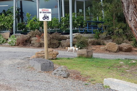 Day Tour Of Yarra Valley Puffing Billy And Rayners Orchard - SA Accommodation 2