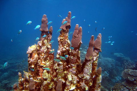 Coral Bay 3-Hour Turtle Ecotour - SA Accommodation 1