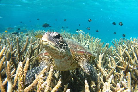 Coral Bay 3-Hour Turtle Ecotour - SA Accommodation 0
