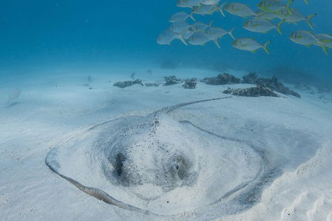 Coral Bay 3-Hour Turtle Ecotour - SA Accommodation 2