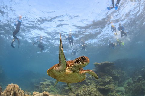 Coral Bay 3-Hour Turtle Ecotour - SA Accommodation 4