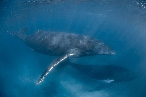 Full-Day Whale Watching Snorkeling And Swimming At Coral Bay - SA Accommodation 6