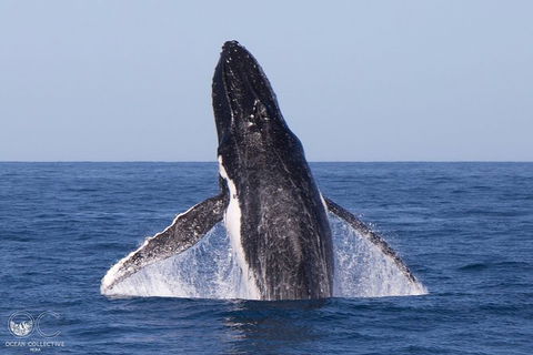 Full-Day Whale Watching Snorkeling And Swimming At Coral Bay - SA Accommodation 0