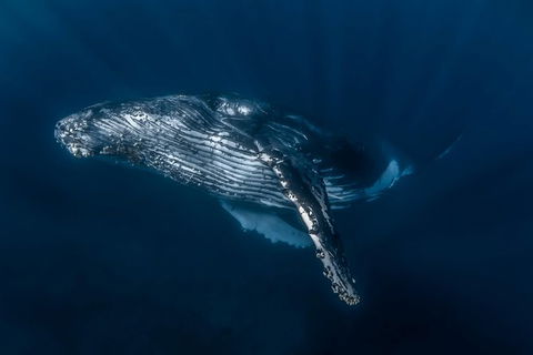 Full-Day Whale Watching Snorkeling And Swimming At Coral Bay - SA Accommodation 7