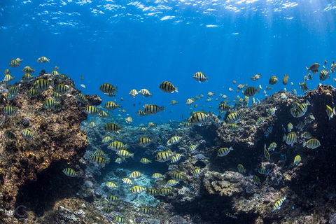 Full-Day Whale Watching Snorkeling And Swimming At Coral Bay - SA Accommodation 1