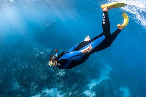 Full-Day Whale Watching Snorkeling And Swimming At Coral Bay - SA Accommodation 2