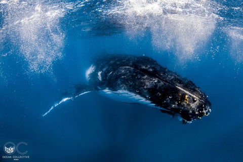 Full-Day Whale Watching Snorkeling And Swimming At Coral Bay - SA Accommodation 4