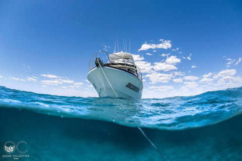 Full-Day Whale Watching Snorkeling And Swimming At Coral Bay - SA Accommodation 3