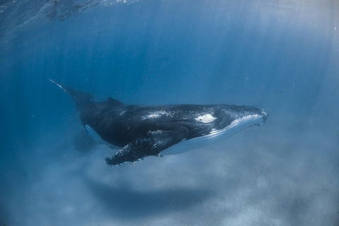 Full-Day Whale Watching Snorkeling And Swimming At Coral Bay - SA Accommodation 5