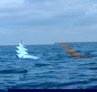 Whale Watching boat tour in Geraldton - SA Accommodation
