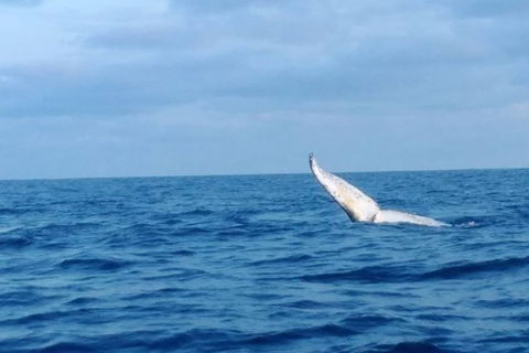 Whale Watching Boat Tour In Geraldton - SA Accommodation 0