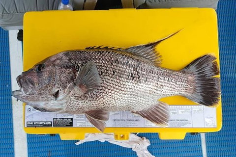 Abrolhos Islands Fishing Charter - SA Accommodation 2