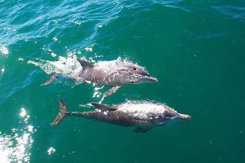 Sailing Kayak Adventure Through The Peel Harvey Estuary - SA Accommodation 1