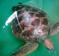 Australian Seabird Rescue - SA Accommodation
