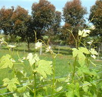 Barwon Ridge Wines - SA Accommodation