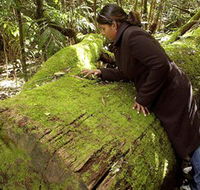 Washpool National Park - Washpool Walk - SA Accommodation