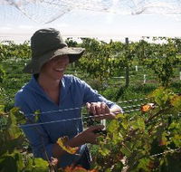 Kingsdale Wines - SA Accommodation