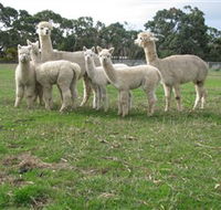 Blackgate Lodge Alpaca Stud - SA Accommodation
