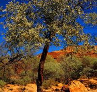 Mt Romance Australia Pty Ltd - SA Accommodation