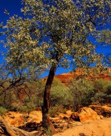 Mt Romance Australia Pty Ltd - SA Accommodation 0