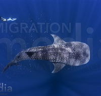 Migration Media - SA Accommodation