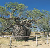 Boab Prison Tree - SA Accommodation