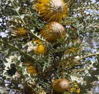 Woylie Walk Dryandra Woodland - SA Accommodation