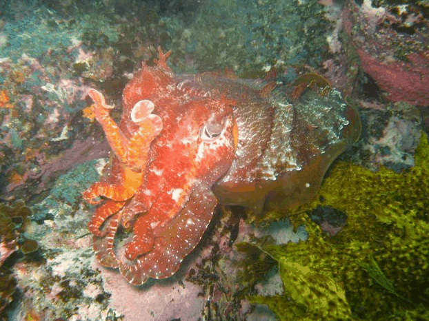 Jervis Bay Dive Charters - SA Accommodation