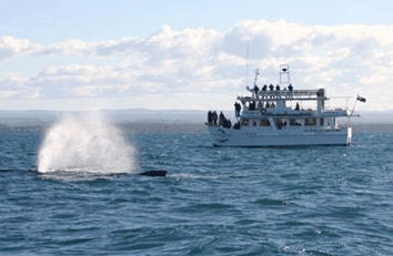 Dolphin Watch Cruises - SA Accommodation