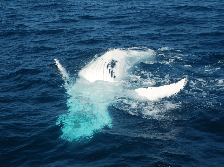 Dolphin Wild Cruises - SA Accommodation