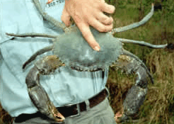 Whitsunday Crocodile Safari - SA Accommodation