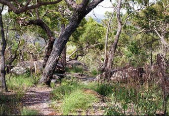 Cooktown Aboriginal Art Tours - SA Accommodation 2