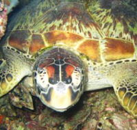 Adrenalin Snorkel and Dive - SA Accommodation