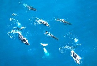 Air Whitsunday Seaplanes - SA Accommodation 2