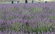 Aloomba Lavender - thumb 1