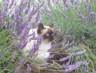 Aloomba Lavender - SA Accommodation 2