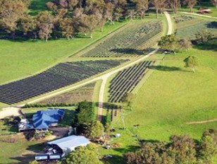 Aloomba Lavender - SA Accommodation 3