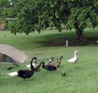 Anzac Park and Ululah Lagoon - SA Accommodation