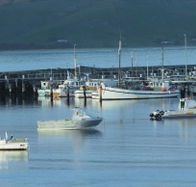 The Apollo Bay Hotel - SA Accommodation